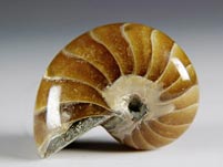 versteinerter Nautilus