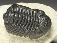 Trilobit aus Marokko